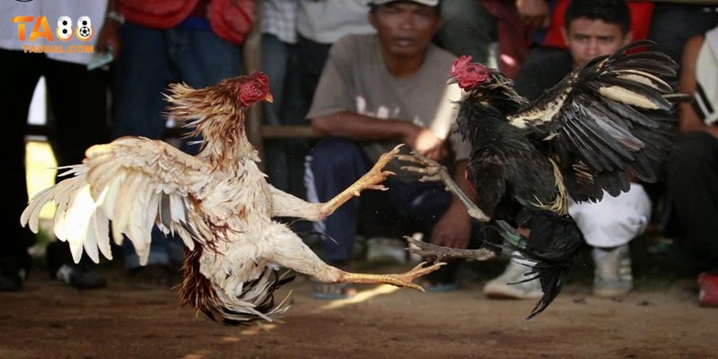 Đá gà Ta88 Nổi bật với chiến kê cựa dao